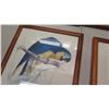 Image 8 : Qty 6 Framed National Geographic Bird Art 14" x 21"