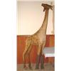 Image 1 : MASSIVE STIEFF GIRAFFE