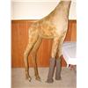 Image 2 : MASSIVE STIEFF GIRAFFE
