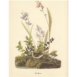 c1950 Audubon Print, Field Sparrow