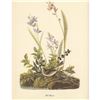 Image 1 : c1950 Audubon Print, Field Sparrow