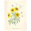 Image 1 : After Pierre-Jospeh Redoute, Floral Print, #24 Corcopsis elegant (Tickseed)