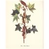 Image 1 : c1950 Audubon Print, Alder, or Traill's, Flycatcher