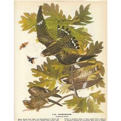 c1946 Audubon Print #147 Nighthawk