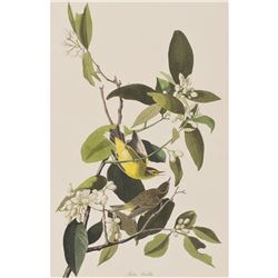 c1946 Audubon Print #163 Yellow-Palm Warbler