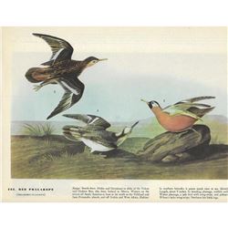 c1946 Audubon Print #255 Red Phalarope