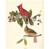 Image 1 : c1950 Audubon Print, Cardinal