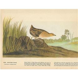 c1946 Audubon Print #329 Yellow Rail