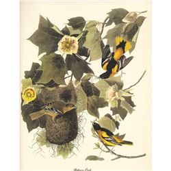 c1950 Audubon Print, Baltimore Oriole