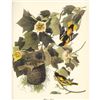 Image 1 : c1950 Audubon Print, Baltimore Oriole