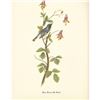 Image 1 : c1950 Audubon Print, Black Throated Blue Warbler