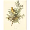 Image 1 : c1950 Audubon Print, Cedar Waxwing