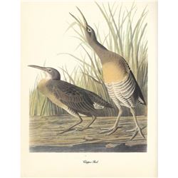 c1950 Audubon Print, Clapper Rail