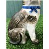 Image 11 : Superb 19thc English Victorian STAFFORDSHIRE Porcellaneous Cat Figure