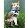 Image 1 : Superb 19thc English Victorian STAFFORDSHIRE Porcellaneous Cat Figure