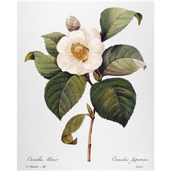 After Pierre-Jospeh Redoute, Floral Print, #14 Camelia blanc (white Camelia)