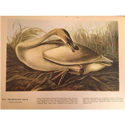 c1946 Audubon Print, #376 or #406 Trumpeter Swan