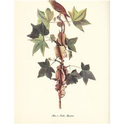 c1950 Audubon Print, Alder, or Traill's, Flycatcher