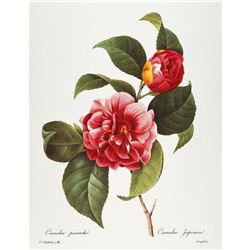 After Pierre-Jospeh Redoute, Floral Print, #16 Camelia panache