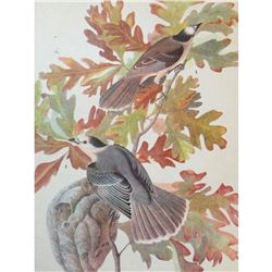 c1946 Audubon Print, #107 Canada Jay