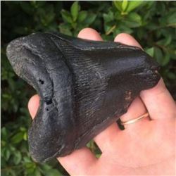 Massive 4 1/4" Coastal South Carolina Found Prehistoric Megalodon Shark's Tooth Fossil