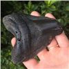 Image 1 : Massive 4 1/4" Coastal South Carolina Found Prehistoric Megalodon Shark's Tooth Fossil