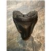 Image 2 : Massive 4 1/4" Coastal South Carolina Found Prehistoric Megalodon Shark's Tooth Fossil