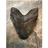 Image 3 : Massive 4 1/4" Coastal South Carolina Found Prehistoric Megalodon Shark's Tooth Fossil