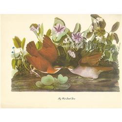 c1950 Audubon Print, Key West Quail-Dove