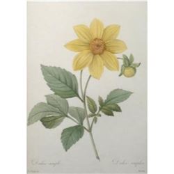 After Pierre-Jospeh Redoute, Floral Print, #29 Dalhia simple