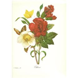 After Pierre-Jospeh Redoute, Floral Print, #35 Ellebore (Clove, Carnation, Christmase Rose)