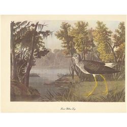 c1950 Audubon Print, Lesser Yellow-Legs