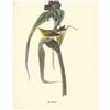 Image 1 : 1950 Audubon Print, Pine Warbler