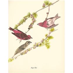 c1950 Audubon Print, Purple Finch