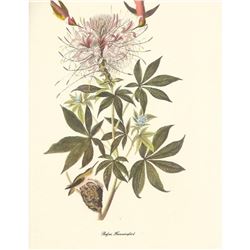 c1950 Audubon Print, Rufus Hummingbird