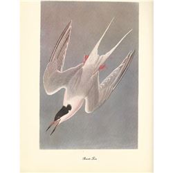 c1950 Audubon Print, Roseate Tern