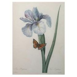 After Pierre-Jospeh Redoute, Floral Print, #60 Iris Xiphium (Iris)