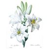 Image 1 : After Pierre-Jospeh Redoute, Floral Print, #76 Le Lis blanc (white Lilly)