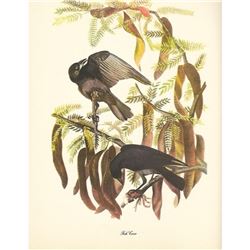c1946 Audubon Print, Fish Crow c1946