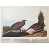 Image 2 : c1946 Audubon Print, #371 Sage Grouse