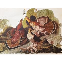 c1946 Audubon Print, #41 Ruffed Grouse