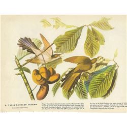 c1946 Audubon Print, Yellow-Billed Cuckoo