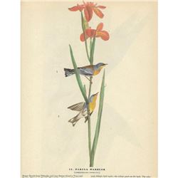 c1946 Audubon Print, Parula Warbler