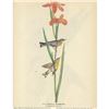 Image 1 : c1946 Audubon Print, Parula Warbler