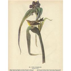 c1946 Audubon Print, Pine Warbler