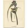 Image 1 : c1946 Audubon Print, Pine Warbler