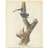 Image 1 : c1946 Audubon Print, Red-Breasted Nuthatch