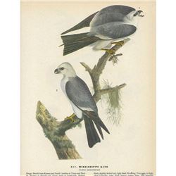 c1946 Audubon Print, Mississippi Kite