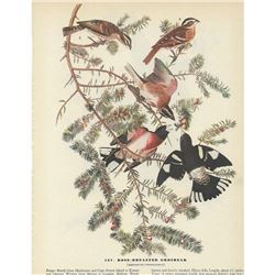 c1946 Audubon Print, Rose-Breasted Grosbeak