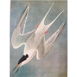 c1946 Audubon Print, #240 Roseate Tern